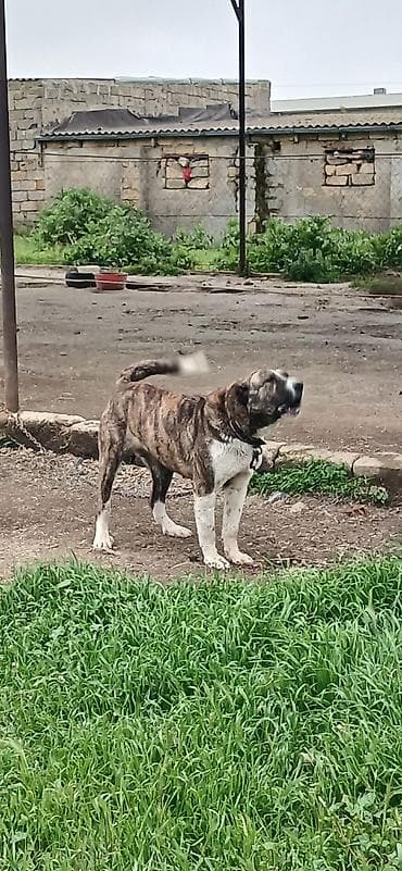 Qurdbasar, 1 il, Dişi, Peyvəndli, Pulsuz çatdırılma