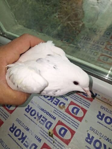 qus bazari bakida: Ağ rəngli bəzək güvənləri (cüt) - Növ: ev güvəni, ağ rəngdə - — 5