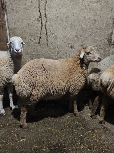 tap.az iri buynuzlu heyvanlar: 2 ədəd 5 aylıq quzulardı,süddən təzə kəsilib buynuzu olmayanın diri — 5