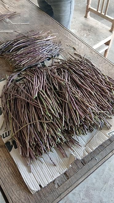 ucuz xalca: Məhsul: Vəhşi quşqonmaz (asparagus) – təzə yığılmış, nazik və uzun — 1