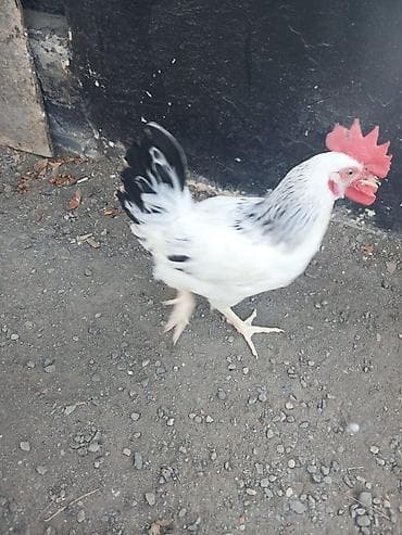 kirpi satışı: Salamlar Gününüz Uğurlu Olsun! 💛 Kənd Şəraitində Böyüdülüb — 8