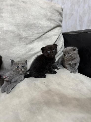 yorga atlar: Şotland yastı qulaq — 6