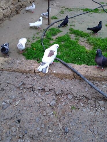 Ağ-qəhvəyi rəngli göyərçin - Bədən rəngi ağ, kürək və qanad üstündə