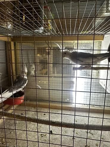 bala afcarka: Nimfa (Cockatiel) cütü – boz-ağ, hazir cutler, bir defe bala veribler — 1