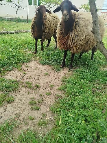 qoyun alıram: Qoyunlar – yerli cins - Say: 2 baş Salam iki super damazlıq qala — 4