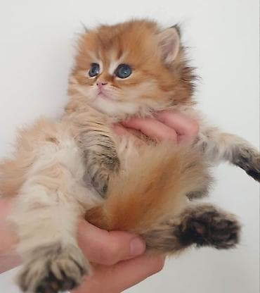 it novleri: Məhsul: Uzun tüklü balaca pişik balaları Təsvir: - Növ: Ev pişiyi — 4