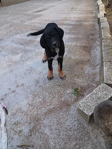 Pişiklər: 4 ay, Erkek, Peyvəndli, Ünvandan götürmə — 6