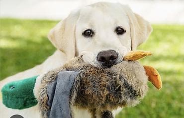 golden retriever balası: It it: salam. 25.04.2026-ci il tarixindede Bakida olacam. Mene balaca — 1