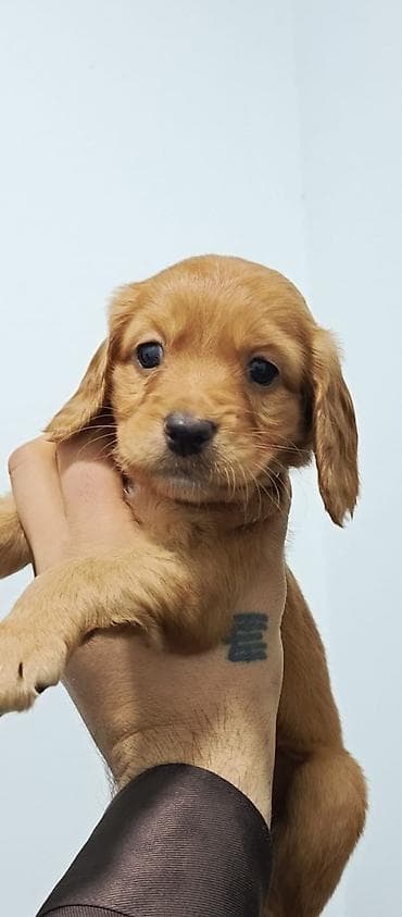 en ucuz itler: Koker spaniyel, 1 ay — 1