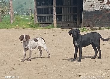 İt balaları – 2 ədəd 1dişi digəri erkək Təlimə ehtiyacı var, çox