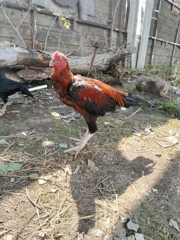 Xoruz, Heyratı, il: 1