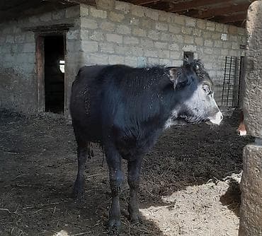 Dana, buzov, Erkək, ay: 1, 240 kq, Ətlik, Ünvandan götürmə lalafo.az -da Dana, buzov, Erkək, ay: 1, 240 kq, Ətlik, Ünvandan götürmə