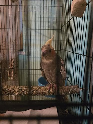 Məhsul: Nimfa papuqayları (Cockatiel) və qəfəs dəsti Təsvir: - lalafo.az -da Məhsul: Nimfa papuqayları (Cockatiel) və qəfəs dəsti Təsvir: -