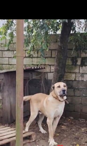 Quşlar: Kanqal, 3 il, Erkek — 1