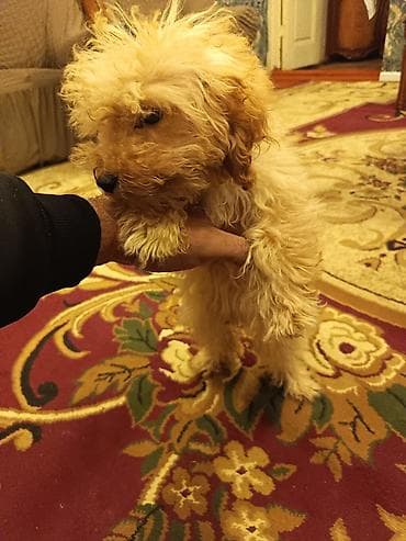 kaski itleri: Pudel, 3 ay, Dişi, Peyvəndli, Ünvandan götürmə, Pulsuz çatdırılma, Ödənişli çatdırılma — 7