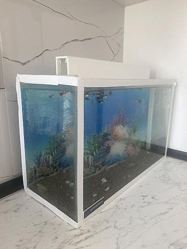 heyvan sahibləndirmə: Dördbucaq akvarium, Balıqlarla birlikdə, 15 l, Ünvandan götürmə — 5