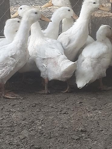 ordək cucəsi: 7 dene 2 aylig biri 6 azn. 055 880 85 29 — 7