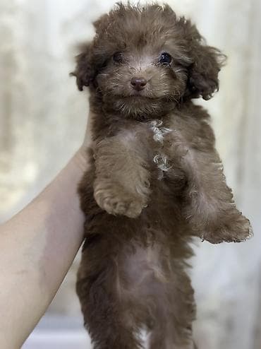 meymunun qiymeti: Pudel, 2 ay, Erkek, Peyvəndli, Ünvandan götürmə, Ödənişli çatdırılma — 8