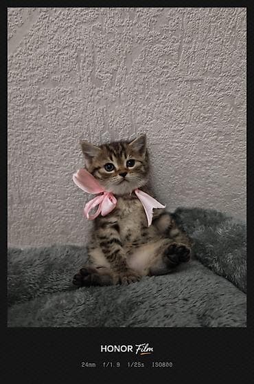 benqal pişik: Skotş Fold və Britan tipli balaca pişiklər - Cins: Şotland — 4