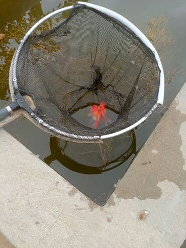 купить аквариум в баку: Oranda 2 quyruq qiyməti 2 manat 4 quyruq qiyməti 3 manat. Ünvan — 9