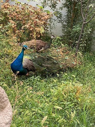 bülbül quşu haqqında məlumat: Məhsul: Göy tovuz quşları (Indian Blue Peacock – Pavo cristatus) — 1