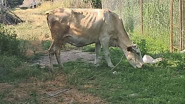 Beşinci qarına beş aylıq boğazdı hazırda sağılır — 6