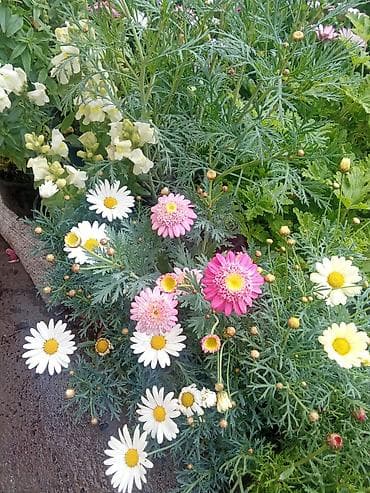 yaz fesline aid sekiller: Rəngarəng dekorativ balkon və bağ gülləri – saksıda Məhsul təsviri: - — 2