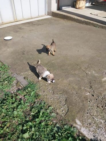 тибетский мастиф цена в баку: 45gunlukduler. Qubanin adur itderidi.Bir erkek bir diwi. 200erkek — 4