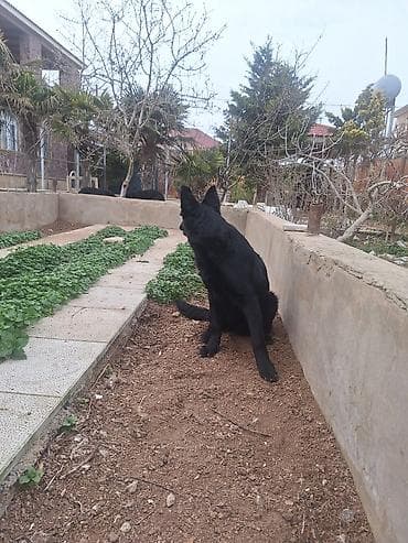 Heyvanlar üçün mallar: Alman çoban iti, Erkek — 4