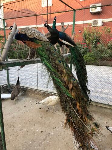 Qiymət tək xoruza aiddir