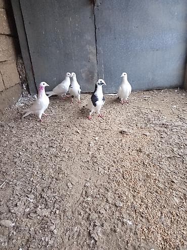 Məhsul: Ev göyərçinləri dəsti Təsvir: - Şəkillərdə müxtəlif rəng