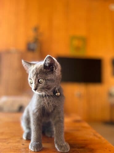 собака отдам в хорошие руки: В добрые руки — 1