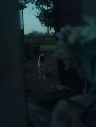 ov iti: Kanqal — 1