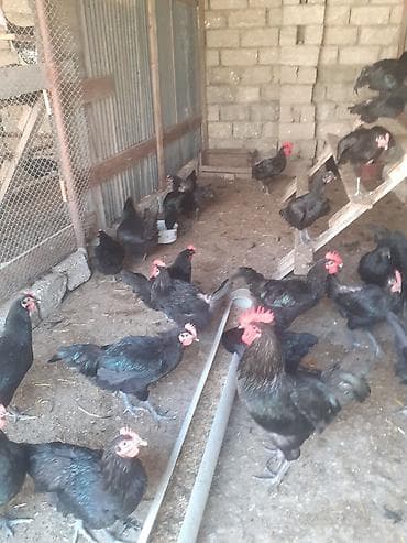 doberman satılık: Alman cinsi.Uzun quyruq Australorp təmiz cins.Xoruzlar satılır.Öz — 3