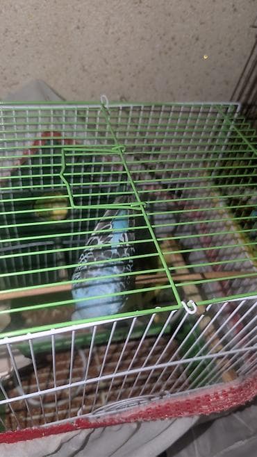 Yuvalar: 11 PAPUQAY 7 DİSİ BALADİ 2 AYLİQDİLAR HAZİR CUTLERDİ 2 QƏFƏSLƏ — 4