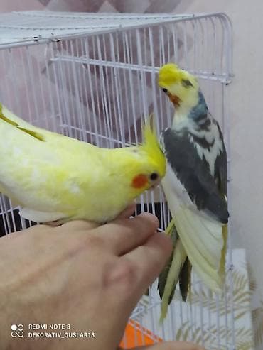 qarğa balası: Salam danisan quslar satilir. Yaslari ferqlidir. Quslar dislemir — 4