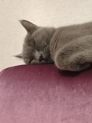 Gəmiricilər: Britan — 2