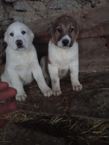 bakida itlerin satisi: Alabay, 2 ay, Erkek, Ödənişli çatdırılma — 3