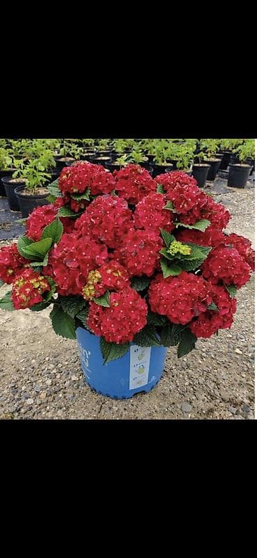 yaz gulləri: Məhsul: Saksıda hortensiya (Hydrangea) - Rənglər: mavi, bənövşəyi — 4