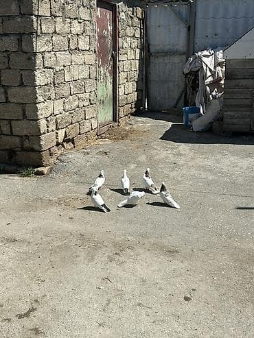 goyərcinler: 1 i 10 manat — 2