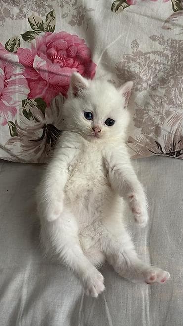 cuce yemi: Qızıl şinşilla — 5