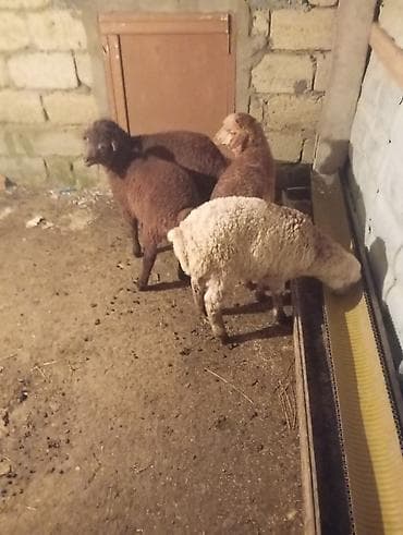 ucuz quzu: Qoyun-quzu satışı - Şəkillərdə 4 baş gənc quzu görünür (ağ və — 4