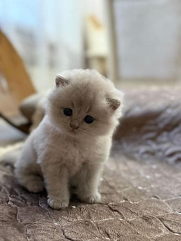 pişik pers: Британская вислоухая — 4