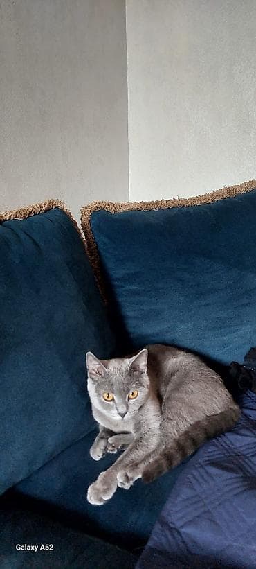 Britiş sortu pisik.1 yaş.sahiblendirilir