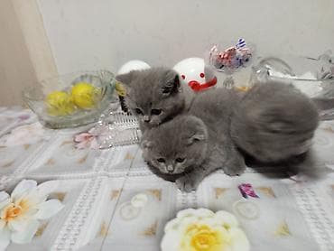 seyyar tualet: Şotland yastı qulaq, Erkək, Dişi, Yaxşı əllərə, Ödənişli çatdırılma, Ünvandan götürmə, Rayonlara çatdırılma — 4