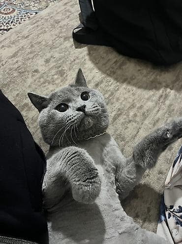 ev pisiyleri: Britan, Erkək, Yaxşı əllərə, Ünvandan götürmə — 4