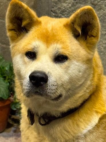 İtlər: Akita-inu, Dişi, Peyvəndli — 2