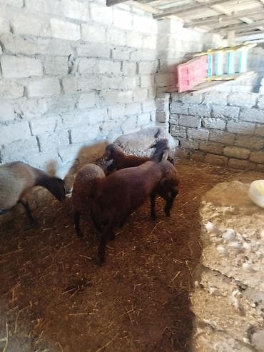qoyun derisi: Qoyun sürüsü – 6 baş Salam təmiz qala qoyunları. iki ana qoyun dörd — 6