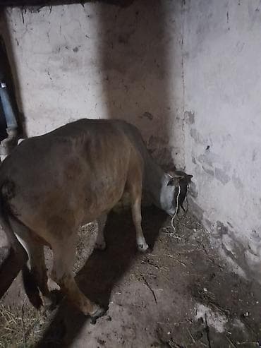 mal qara qusar: Mal-qara – inək və buzov - Növ: yerli cins mal-qara - Tərkib: ana — 4