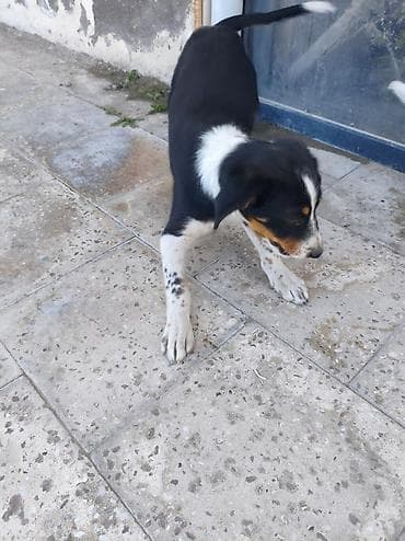 husky balası: Pulsuz çatdırılma, Rayonlara çatdırılma — 3